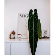 Anthurium warocqueanum 火鹤后花烛