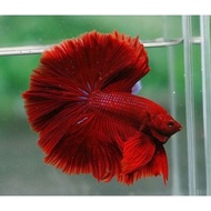 Cupang super red HM rose top grade