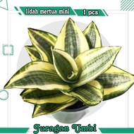 Lidah mertua mini Sansivera gold