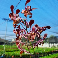 Dendrobium Salaya Mini Twist, Anggrek Keriting, Anggrek
