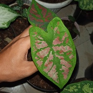 tanaman hias caladium green spider thailand