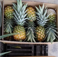 【GW】Premium MD2 Pineapple (12kg) MyGAP Certified / Fruit / Nanas MGROW