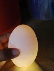 Telur Angsa asli