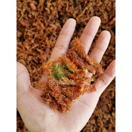 7A Chilean Sphagnum Moss (150g)