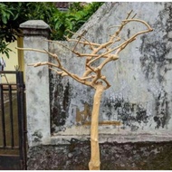 Kopu tree for parrot perch coffee wood coffee tree decoration