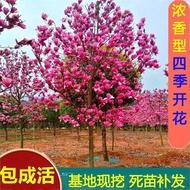 [Praise Rate Super 99% Same Style] Cold-Resistant Villa Magnolia Magnolia Saplings Courtyard Greenin
