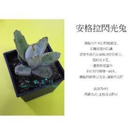 心栽花坊-安格拉閃光兔(4吋)(多肉植物)售價1400特價1150