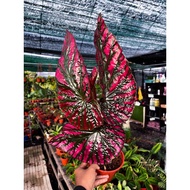 💥 HOT ITEM 💥 BEGONIA BREVIRIMOSA (L SIZE)