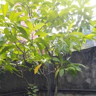 玉蘭花樹 高約2.5米