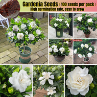 [Fast Grow] 100pcs White Samoan Gardenia Seeds Beautiful Bonsai Flower Seeds for Planting Aromatic F