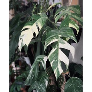 epipremnum pinatum variegata 3 colour / ekor naga varigata / monstera  variegata epip pinatum