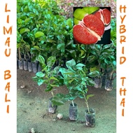 POKOK LIMAU BALI ISI MERAH THAI (HYBRID) / POKOK LIMAU BALI KAWIN CEPAT BERBUAH MURAH