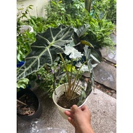 Alocasia Polly (Alocasia Polly)