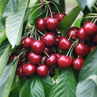 10 เมล็ด เมล็ดเชอร์รี (Cherry) Prunus avium ของแท้ 100% อัตรางอกสูง 70-80% มีคู่มือปลูก