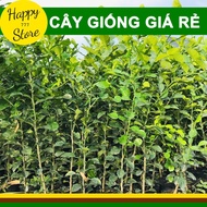 Cây Chúc Giống An Giang Cây Chanh Thái 1 Năm Tuổi Cao 40-50cm HAPPY_STORE