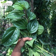 minyak atsiri daun sirih murni piper betel leaf pure essential oil