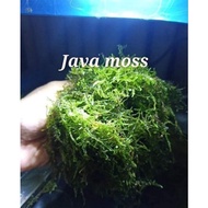 Christmas moss & Java moss