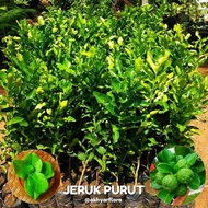 best Bibit jeruk purut Tanaman jeruk purut Daun jeruk purut murah