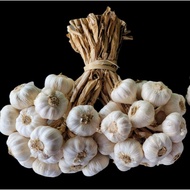1kg Medium Native Ilocos Bawang (Bundled per kilo)