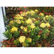 Flower Cutting Ixora chinesis 'Maui Yellow'