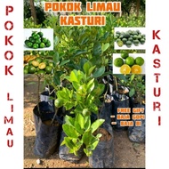 Pokok Limau kasturi ( HYBRID ) / Pokok limau kasturi thai murah