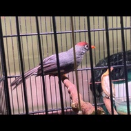 burung poksay mandarin jantan semi gacor