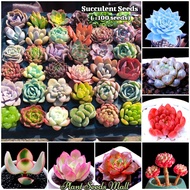 [Ready Stock] Mixed Rare Succulent Seeds for Sale (100 seeds/pack)丨Bonsai Seeds for Planting Flowers