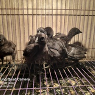 PPC Anak Ayam Hias Cemani Hitam Anakan Bandung TERLARIS
