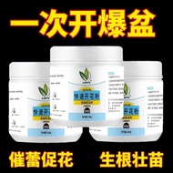 Quick Flowering Powder Universal Rose Rose Rose Camellia Pop Flower Potted Flower Triangle Plum Wate