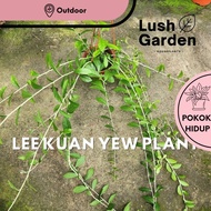 Vernonia Elliptica / Lee Kuan Yew Curtain Creeper 光耀藤 Hanging Outdoor Live Plant Pokok Hiasan [Lush 