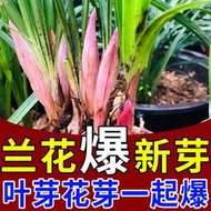 有機肥 花肥 開花肥 肥料 氮磷鉀 磷鉀肥 磷酸二氫鉀 蘭花專用肥料 爆芽快 防黃葉爛根空根催芽催花蘭草花家用營養液