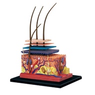 4D Human Skin Model Hair Organs Assembling Puzzle Model Teaching Model Manikin Science Anatomical Mo