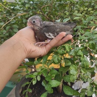 falk cockatiel baby wf grey parkit australia