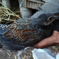 Ayam Hutan Hijau Remaja , Jantan