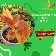 Aglonema Big Roy / Aglaonema Lulaiwan