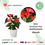 Bibit Tanaman Hias Hidup Indoor Bunga Anthurium Mini Merah