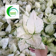 AGLONEMA SUPER WHITE IMPORT SETANG PENDEK