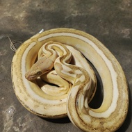 retic phantom tiger platinum female
