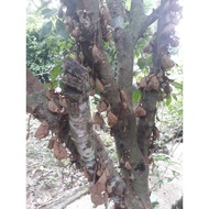 Anak Pokok Buah Katak Puru/Nam-Nam/Cynometra Cauliflora/Amphawa/Nang-Ai/Hima/Nami-Namu/KopiAnjing