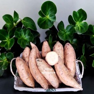 UBI MADU CILEMBU / HONEY CILEMBU / CAMERON HIGHLANDS