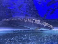 Channa Argus 15cm