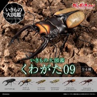 GASHAPON 鍬形蟲 甲蟲扭蛋 環保扭蛋 昆蟲圖鑑超擬真 09