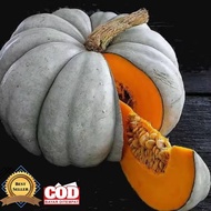 100 biji benih labu kuning waluh madu super jumbo