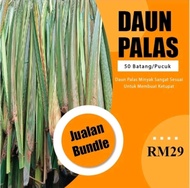 Malaysia Stock Daun Palas 50 batang