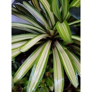 bromeliad neoregelia Altima