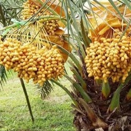 เมล็ดอินทผลัม Date Palm Seeds  บาฮีเหลือง เมล็ดแท้จากต้นเพาะเนื้อเยื่อ 10 เมล็ด