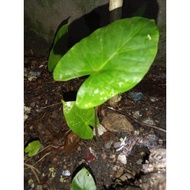 [live plant]Alocasia gold 916@keladi emas✓{rare~viral~