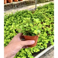 Cute Succulent Dwarf Jade Plant C 多肉盆栽 Fresh Gardening Indoor Plant Outdoor Plants for Home Garden F