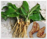 Bibit Kencur Tanaman Obat Herbal Pohon Kencur Tanaman Kencur