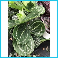 ◈ ㍿ ✲ Green Beauty Calathea Live Plants with Soil and Pot